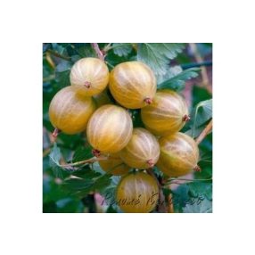 Köszméte(piszke, egres) gyökércsomagolt mucurines