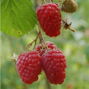 Málna oltvány gyökércsomagolt Tulameen