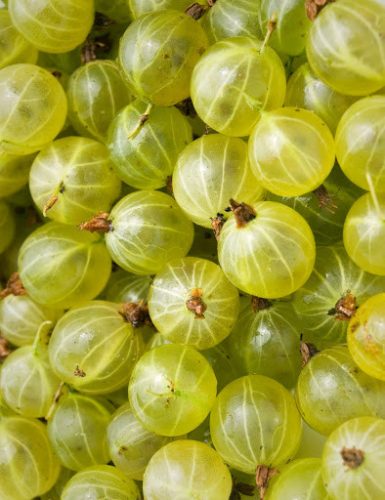 Köszméte (piszke, vagy egres) magastörzsű, gyökércsomagolt, fehér