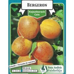 Kajszibarack Bergeron Gyümölcsfa facsemete