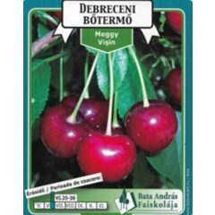 Meggy Debreceni Bőtermő Gyümölcsfa facsemete