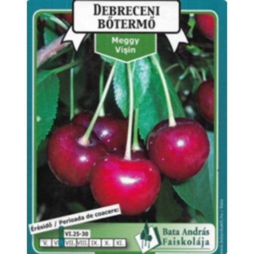 Meggy Debreceni Bőtermő Gyümölcsfa facsemete