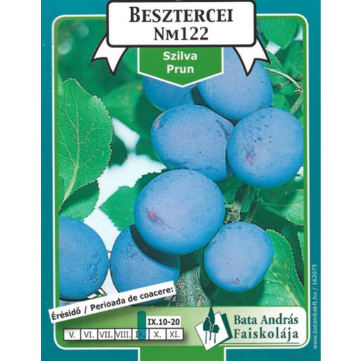 Szilva Besztercei Gyümölcsfa Facsemete Nm122 