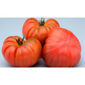 Paradicsom Montserrat 1g