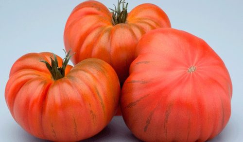 Paradicsom Montserrat 1g