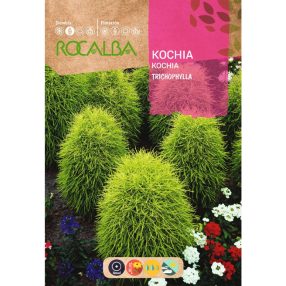 Nyári Ciprus mag 8g