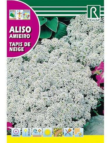 Füles ternye Alyssum maritimum fehér