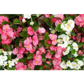 Begónia mag, folyton nyíló színkeverék 0,1g