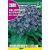 Vanília lila virág Heliotropium arborescens mag 0,2g