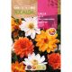 Dália Mignon Dahlia variabilis színkeverék 