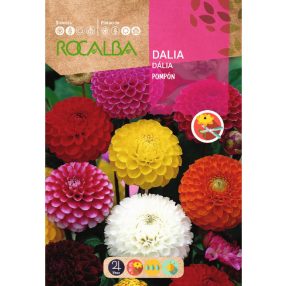 Dália Pom-pon Dahlia variabilis színkeverék mag