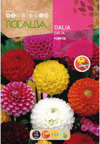 Dália Pom-pon Dahlia variabilis színkeverék mag