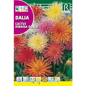 Dália, Kaktusz Dahlia variabilis színkeverék mag