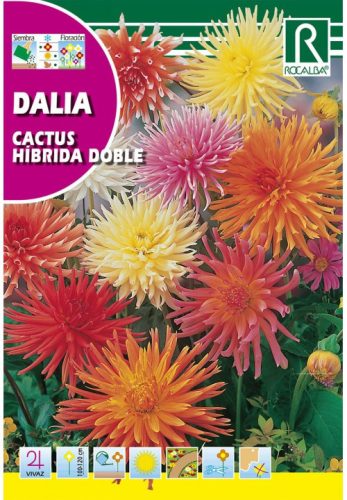 Dália, Kaktusz Dahlia variabilis színkeverék mag