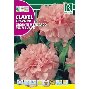Chabaud szegfű Dianthus caryophyllus világos rózsa mag