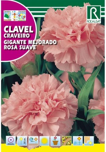 Chabaud szegfű Dianthus caryophyllus világos rózsa mag