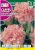 Chabaud szegfű Dianthus caryophyllus világos rózsa mag