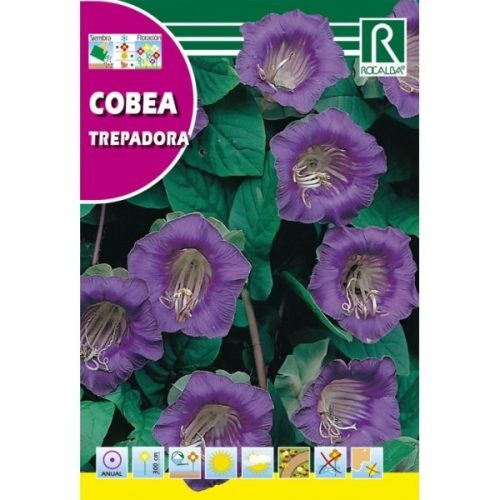 Serleglonc Cobaea scandens kék mag