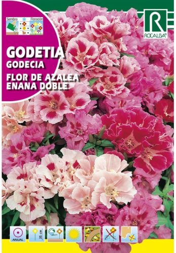 Nyári azalea, Tündérkürt Godetia grandiflora színkeverék mag