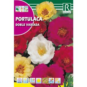   Porcsinrózsa, telt virágú Portulaca grandiflora színkeverék mag