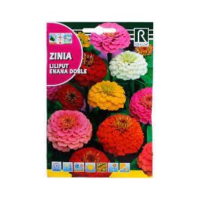 Rézvirág alacsony pom-pon Zinnia elegans színkeverék mag