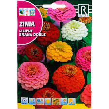 Rézvirág alacsony pom-pon Zinnia elegans színkeverék mag