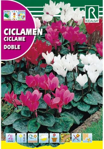 Ciklámen Cyclamen persicum virágmag színkeverék mag