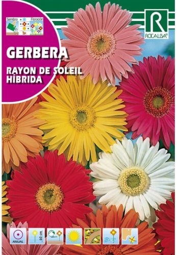 Gerbera virágmag színkeverék mag