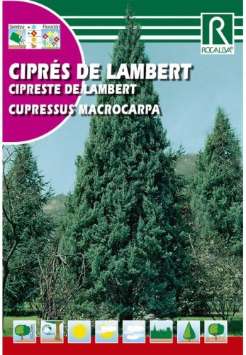 Monterey ciprus Cupressus macrocarpa mag