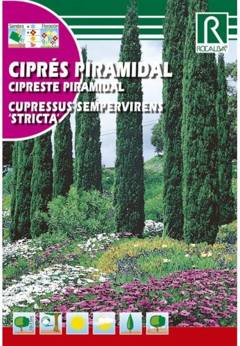 Európai ciprus Cupressus sempervirens mag