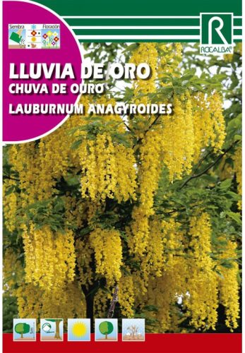 Aranyeső zanót Laburnum anagyroides mag