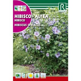 Mályvacserje mag Hibiscus syriacus