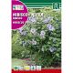 Mályvacserje mag Hibiscus syriacus
