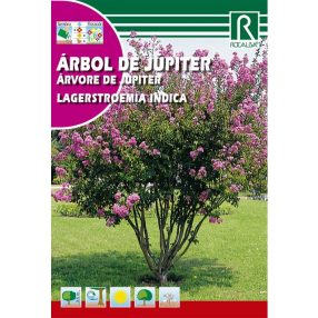 Selyemmirtusz Lagerstroemia indica mag