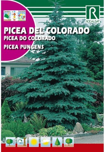 Ezüstfenyő mag Picea pungens mag