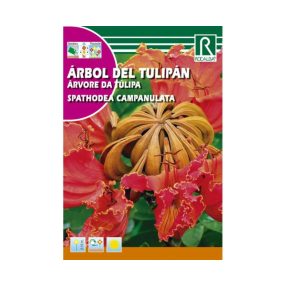 Afrikai tulipánfa Spathodea campanulata mag