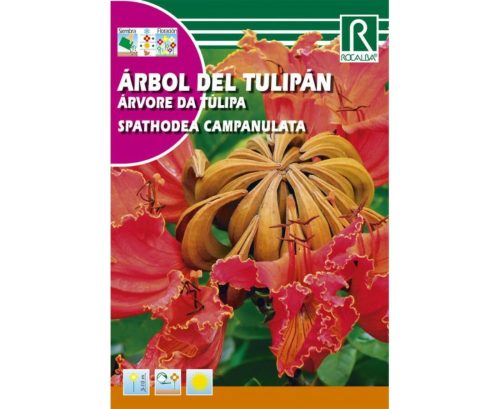 Afrikai tulipánfa Spathodea campanulata mag