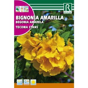 Sárga trombitacserje mag Tecoma stands mag