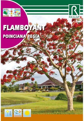 Pillangófa, Tűzvirágfa Poinciana regia mag