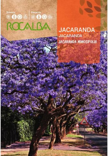 Mimózalevelű Dzsakaranda Jacaranda mimosifolia