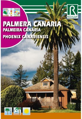 Főnixpálma Phoenix canariensis mag