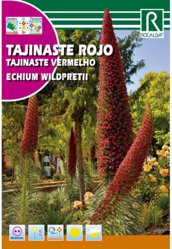 Kígyószisz Echium Wildprettii mag