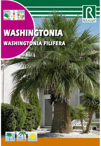 Washington pálma Washingtonia filifera mag