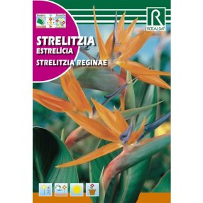 Pompás papagájvirág Strelitzia reginae virágmag 3szem