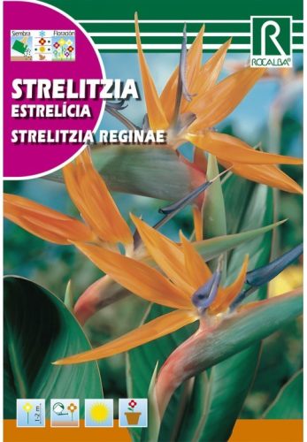 Pompás papagájvirág Strelitzia reginae virágmag 3szem