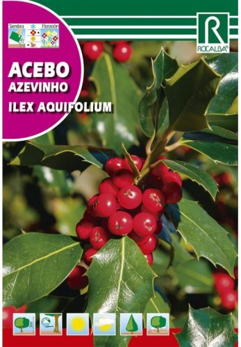 Magyalmag Ilex aquifolium mag