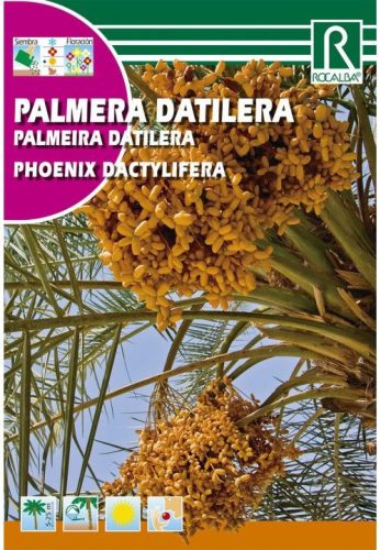 Datolyapálma Phoenix dactylifera mag