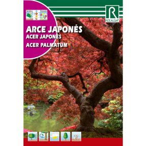 Japán juhar Arce japones mag