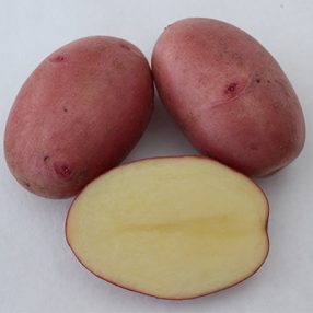 Burgonya Balatoni Rózsa 10kg