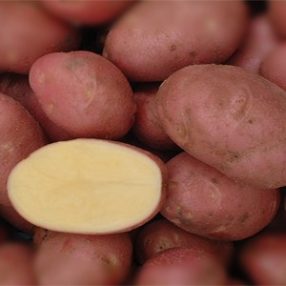 Vetőburgonya Red Scarlett 50db